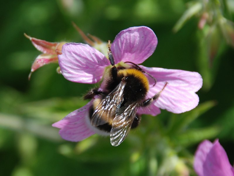 bees bottoms 073.JPG