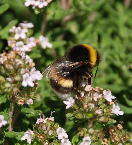 bees bottoms 112.JPG