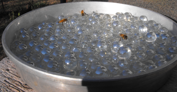 bees drinking.jpg