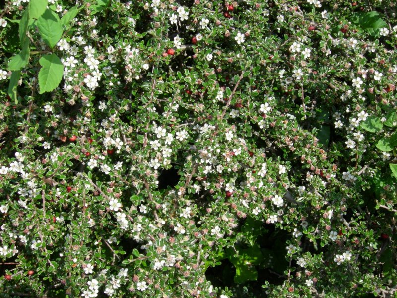 Bees on the cotoneaster 30 May 2012 002 (1024x768).jpg