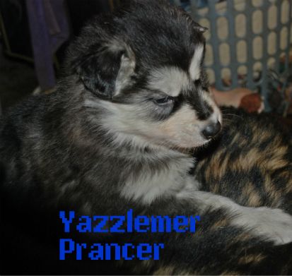 BeFunky_DSC_0776prancer2.jpg