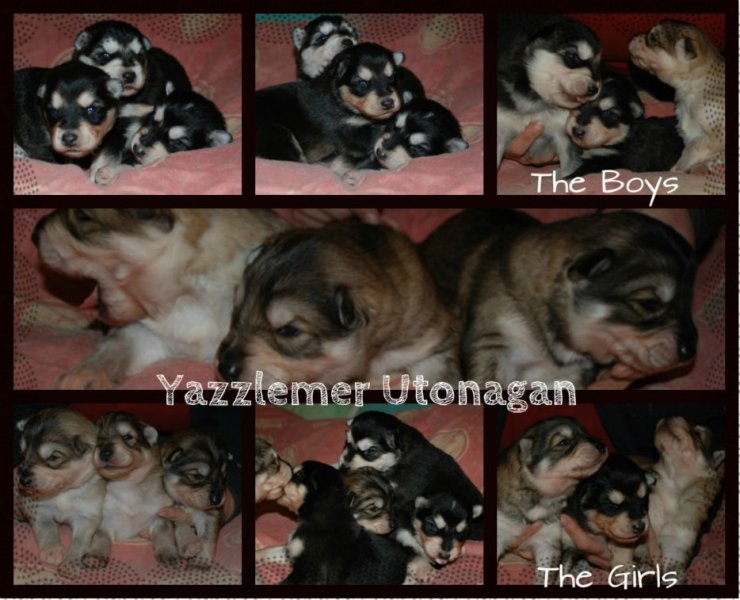 BeFunky_pups 2 weeks.jpg