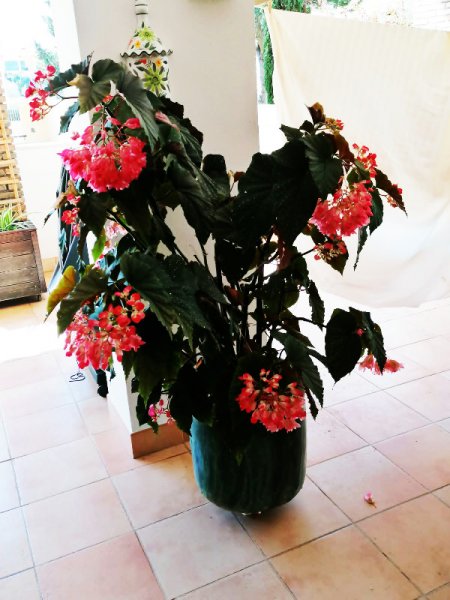 Begonia 13 Mar 23.jpg