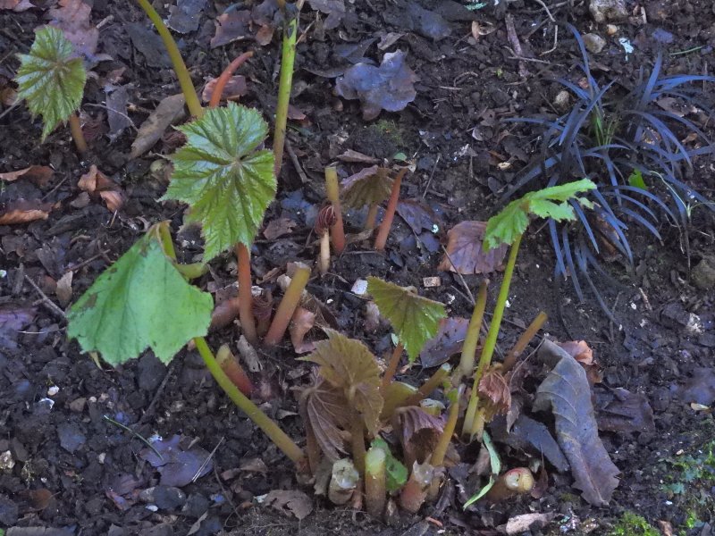 Begonia emeiensis.JPG