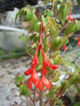 Begonia fuchsioides 2.jpg