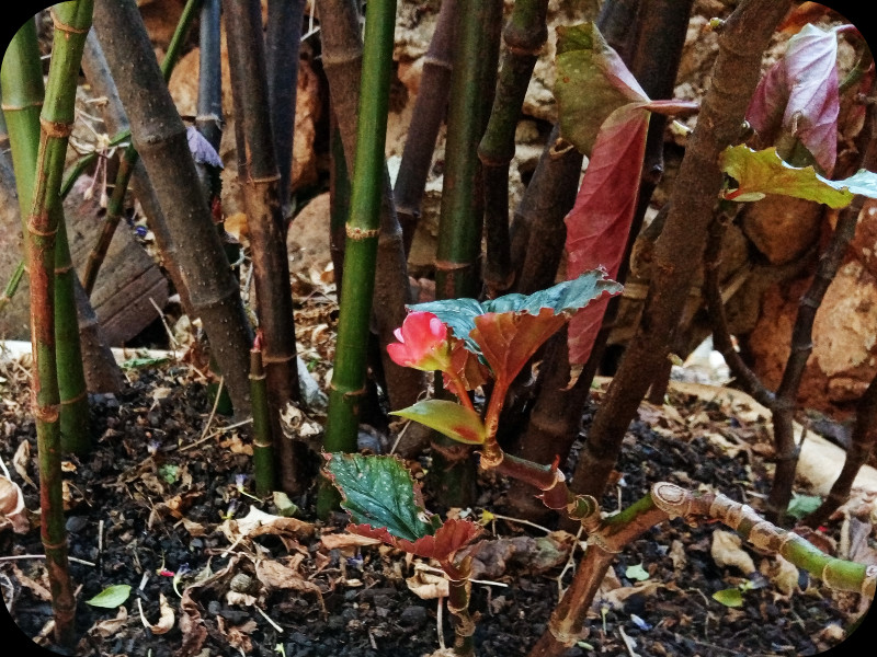 Begonia Jungle2 3 Jul 24.jpg