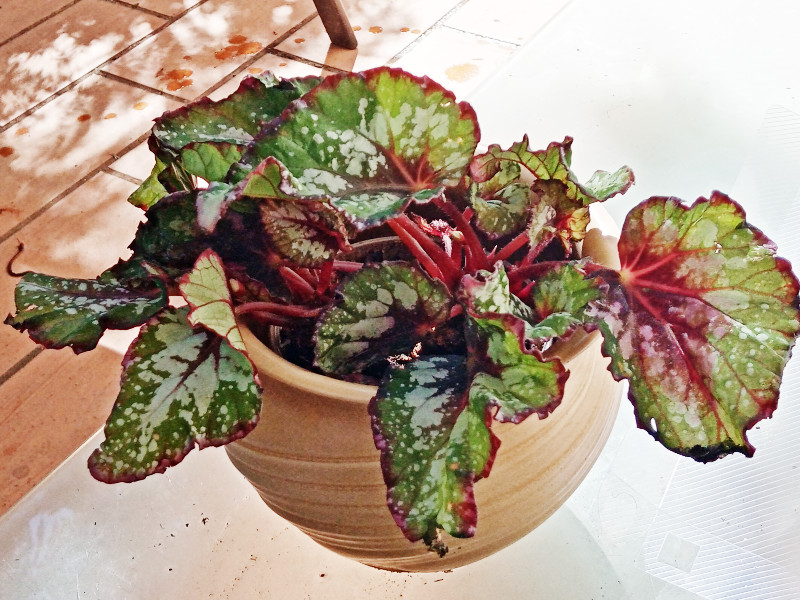 Begonia rex 1 Oct 22.jpg