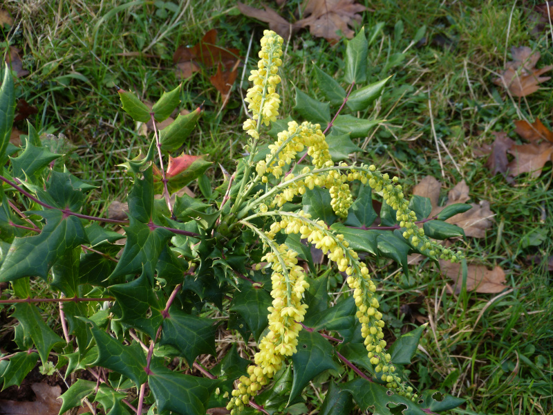 Berberis  sheridaniana.JPG