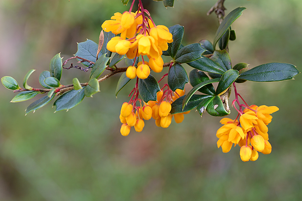 Berberis-2.jpg