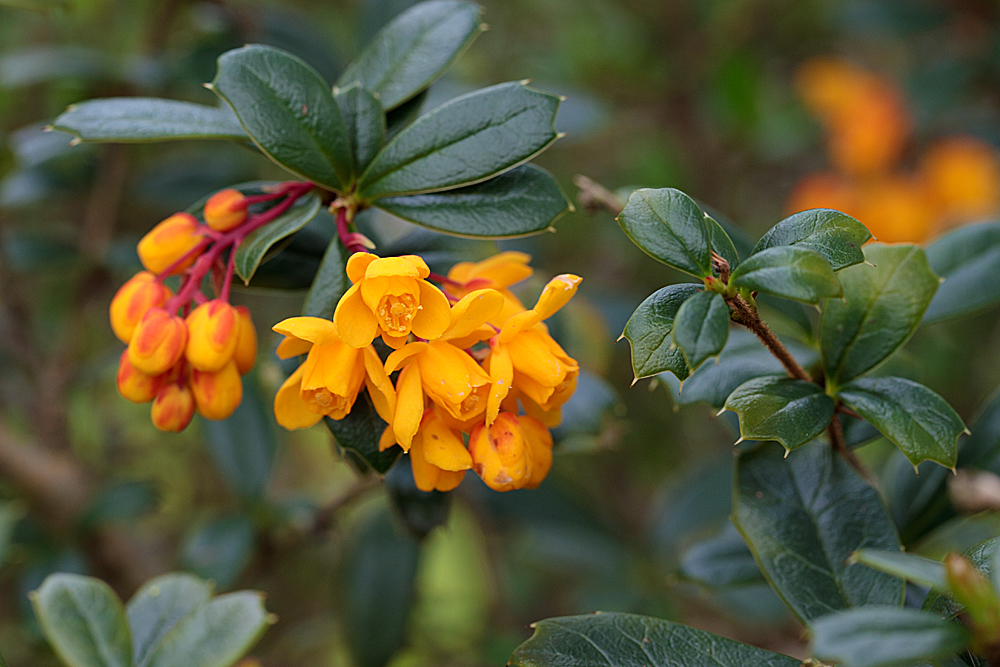 Berberis.jpg