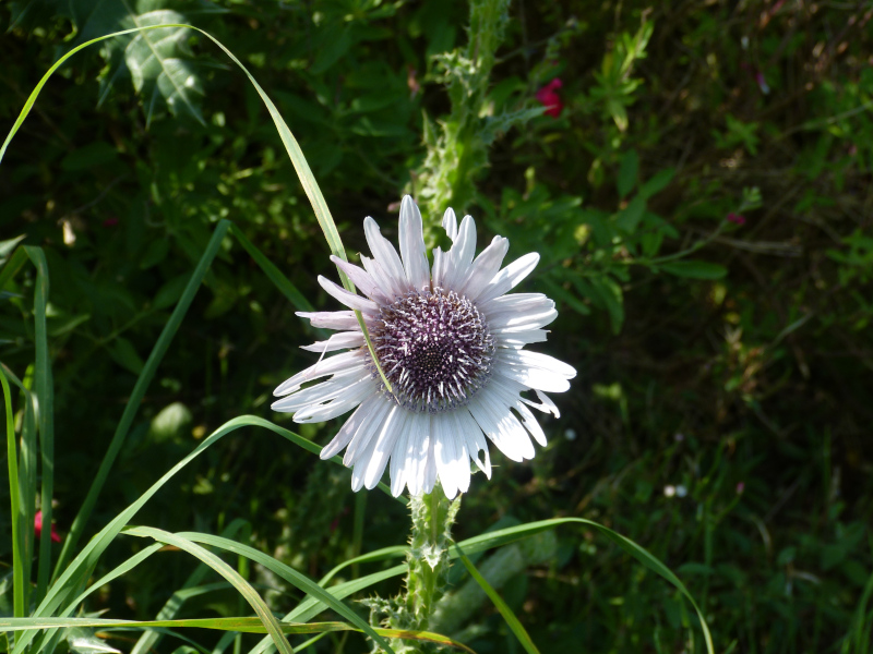 Berkheya purpurea 2.JPG