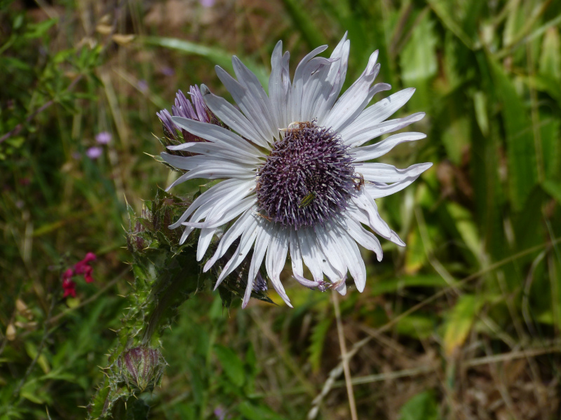 Berkheya purpurea.JPG