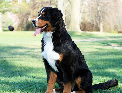 bernese-mountain-dog_353119.jpeg