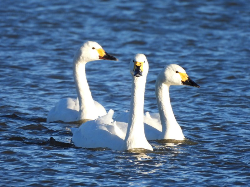 Bewick Swan (2).JPG