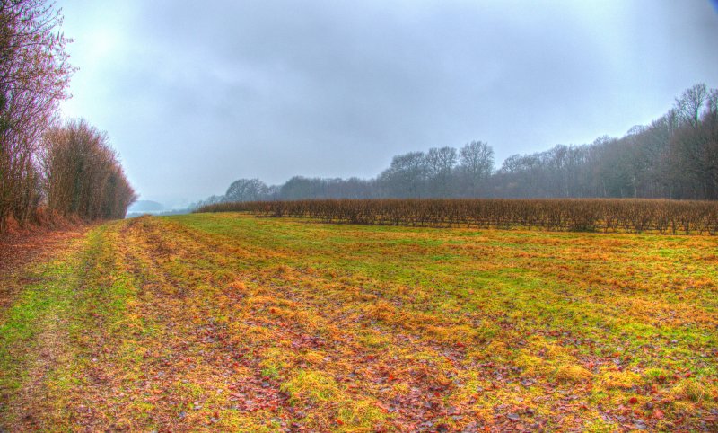 Bewl Water0304_Painterly 2.jpg