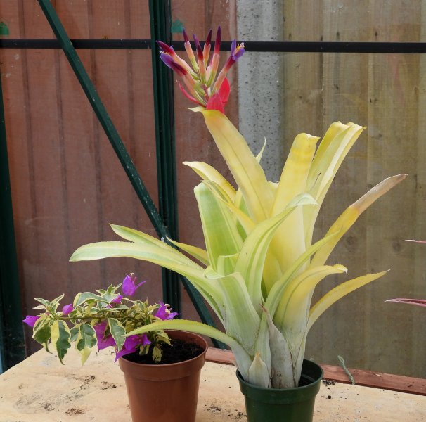 billbergia.JPG