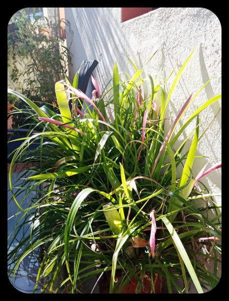 Billbergia nutans 2 Feb 22.jpg