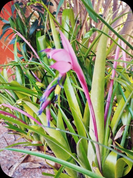 Billbergia nutans 27 Feb 25.jpg