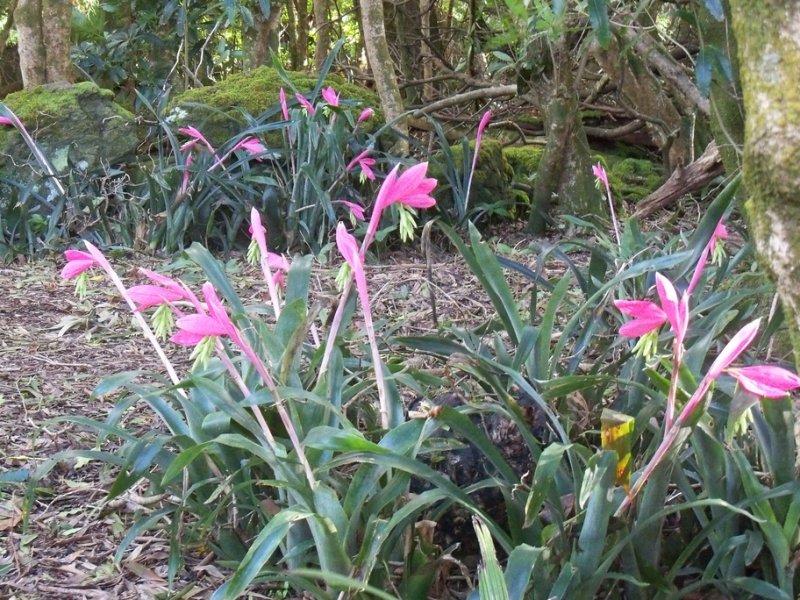 Billbergia nutens.jpg