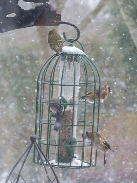 bird feeder in snow today 002.JPG