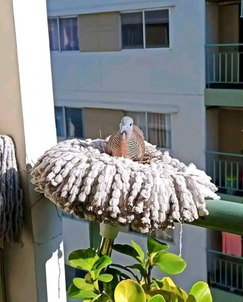 Bird in Mop.jpg