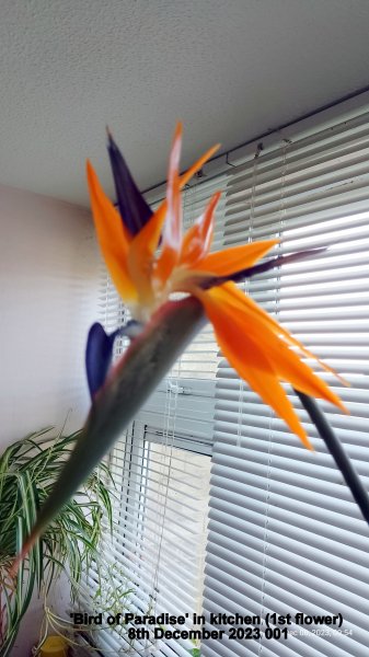 'Bird of Paradise' in kitchen (1st flower) 8th December 2023 001.jpg