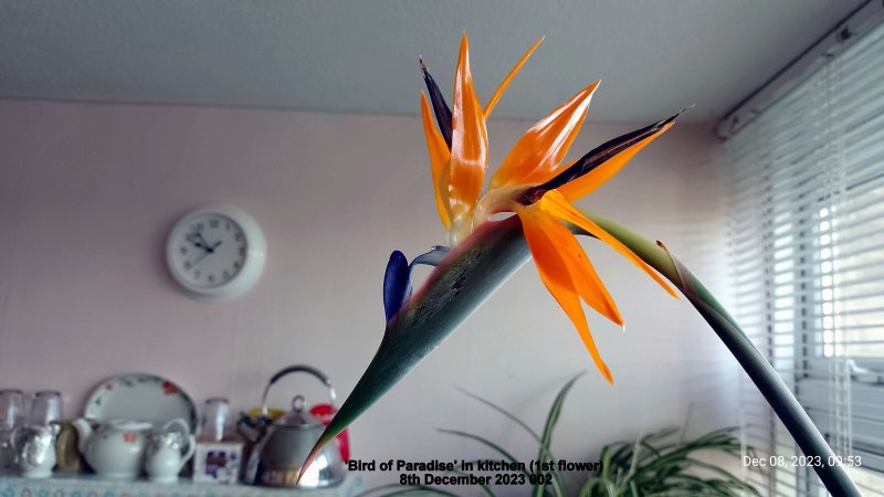 'Bird of Paradise' in kitchen (1st flower) 8th December 2023 002.jpg