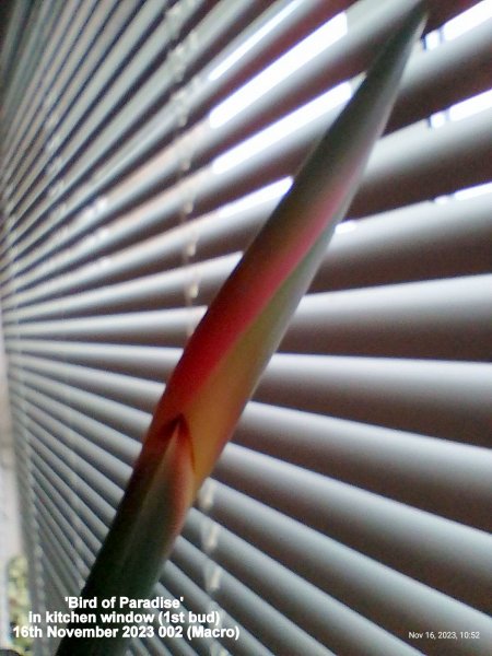 'Bird of Paradise' in kitchen window (1st bud) 16th November 2023 002 (Macro).jpg