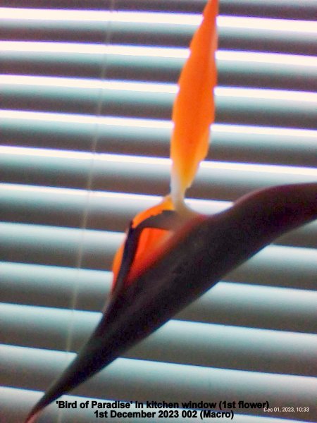 'Bird of Paradise' in kitchen window (1st flower) 1st December 2023 002 (Macro).jpg