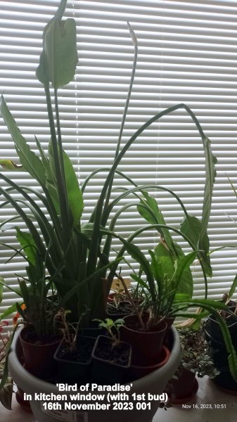 'Bird of Paradise' in kitchen window (with 1st bud) 16th November 2023 001.jpg