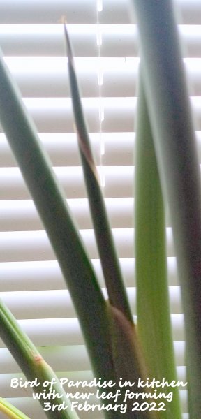 Bird of Paradise in kitchen  with new leaf forming 3rd February 2022.jpg