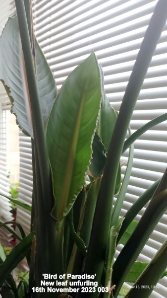 'Bird of Paradise' New leaf unfurling 16th November 2023 003.jpg