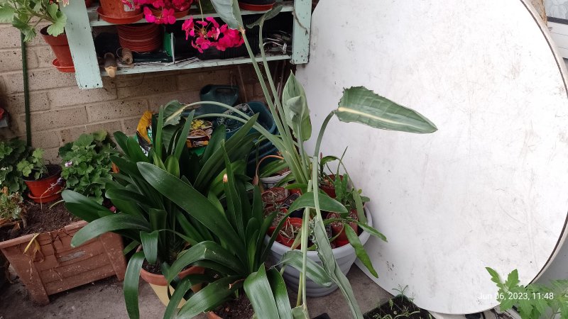 Bird of Paradise on balcony floor 6th June 2023.jpg