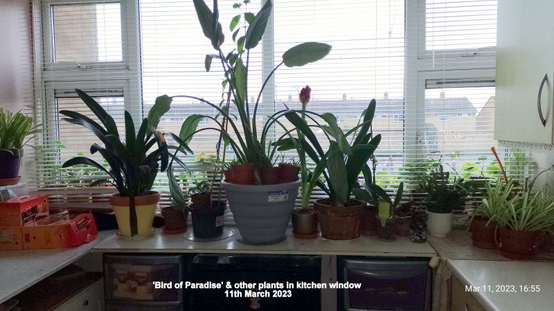 'Bird of Paradise' & other plants in kitchen window 11th March 2023.jpg