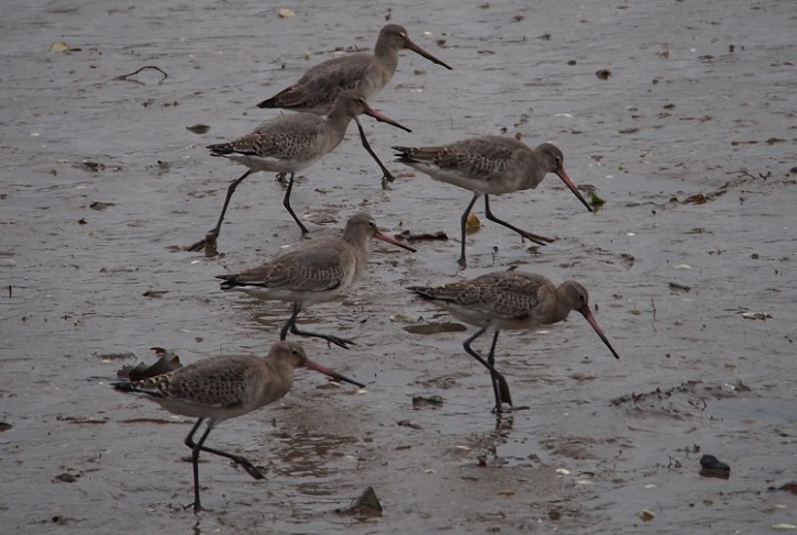 bird4 curlews.jpg