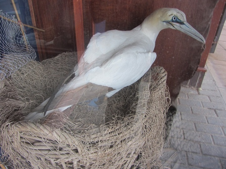 bird5 gannet.jpg