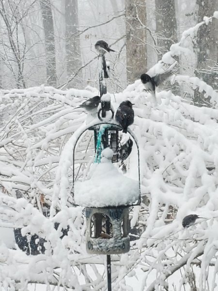 birdfeeder Snow..jpg