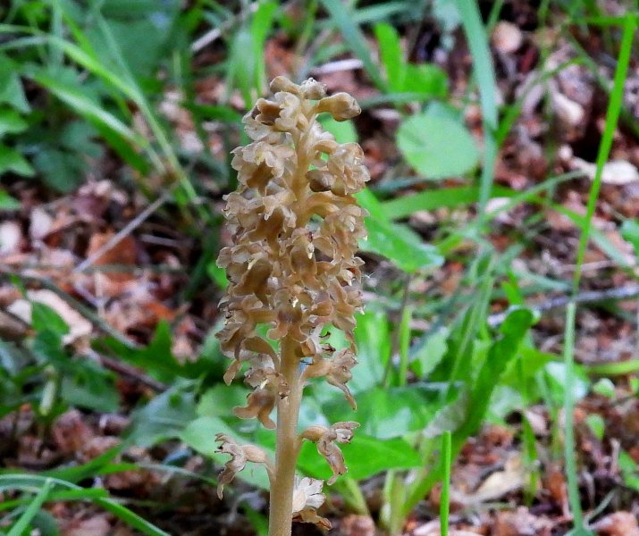 Birds Nest Orchid 8.JPG