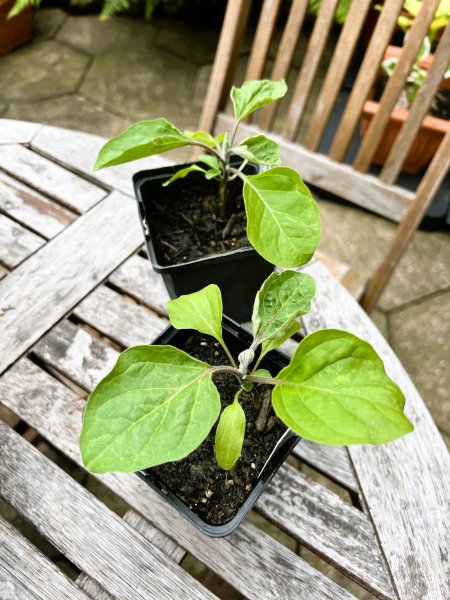 Black Beauty Seedlings.jpg