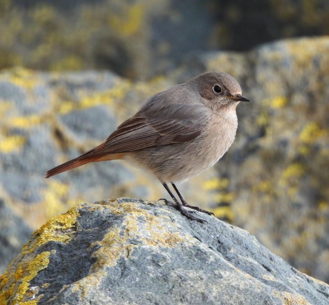 Black Redstart  (16).JPG