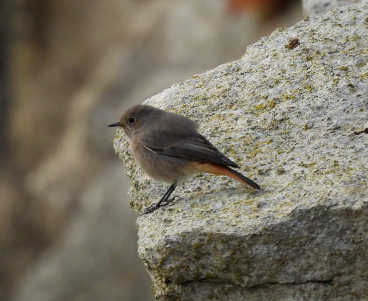 Black Redstart 5.jpg