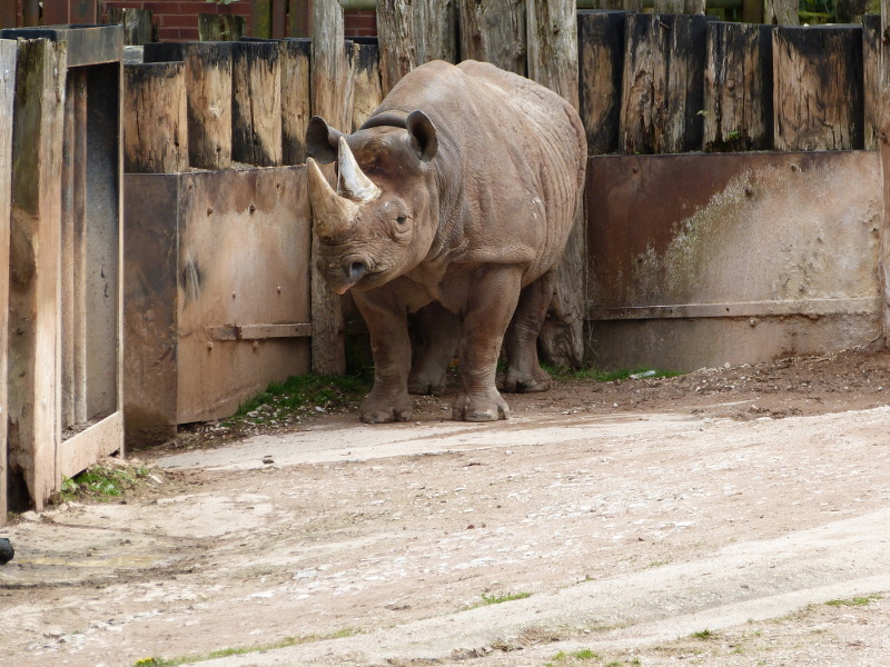 Black Rhino.JPG