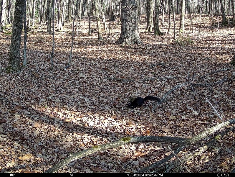 Black Squirrel.jpg