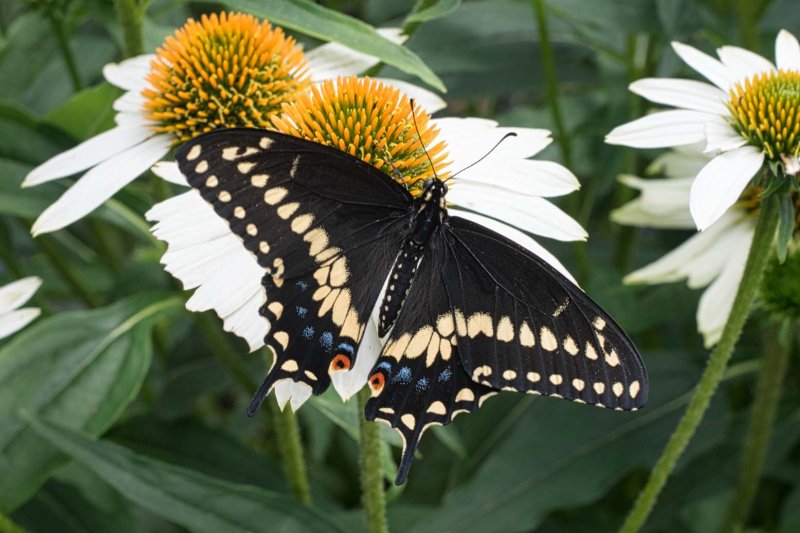 Black Swallowtail GC.jpg