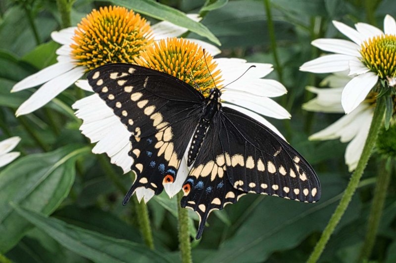 Black SwallowtailGC.jpg