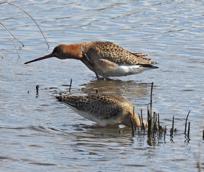 Black Tailed Godwit (2).JPG