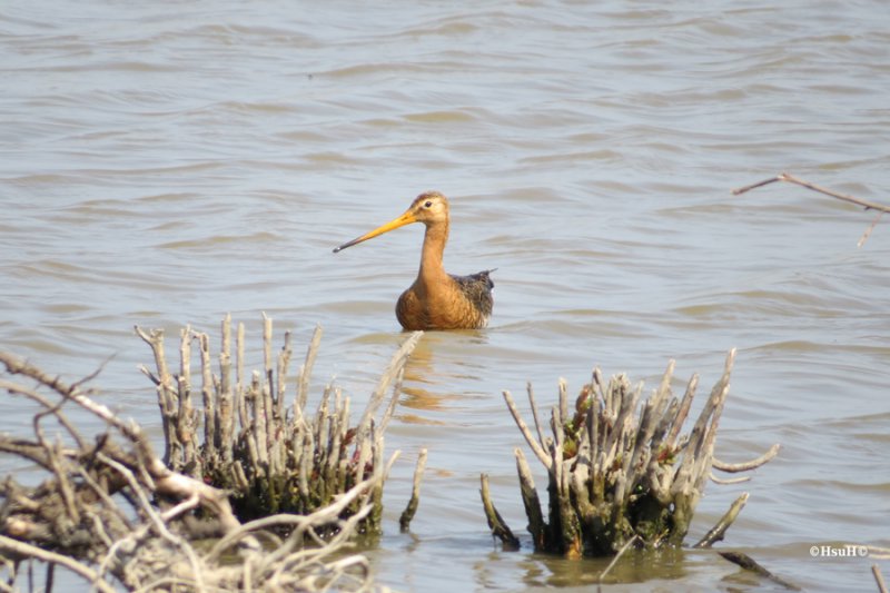 Black-tailed Godwit (4).jpg