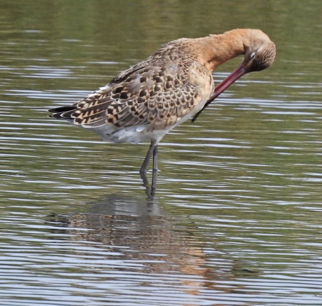 Black Tailed Godwit (7).JPG