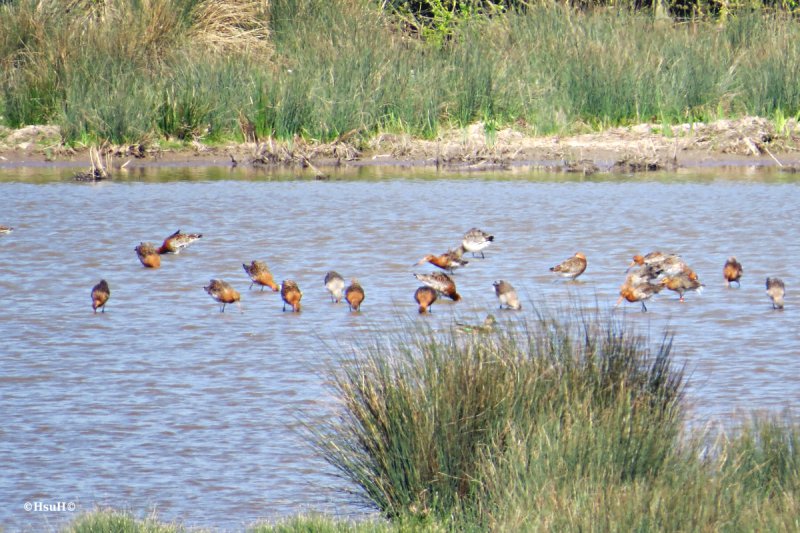 Black-tailed Godwit (7).jpg