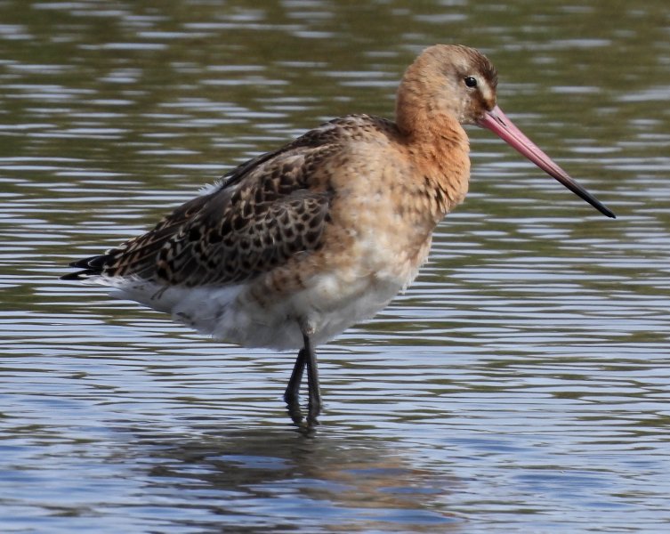 Black Tailed Godwit (8).JPG